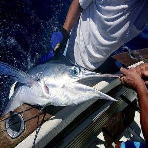Mazatlan – Pesca en Altamar