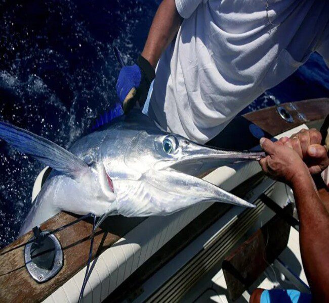 Mazatlan – Offshore Fishing